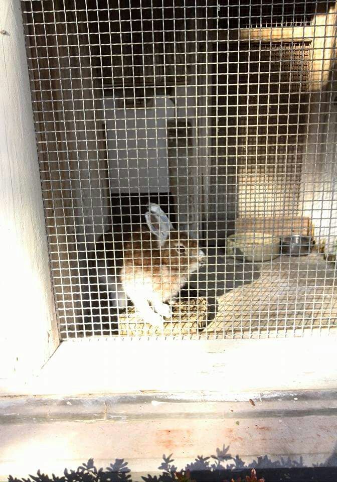 うさぎは何故ショック死するの さくらとももこ