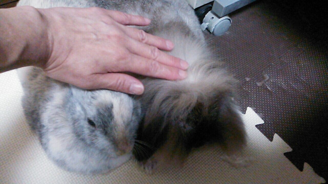 うさぎのなで方 さくらとももこ うさぎのなで方 さくらとももこ