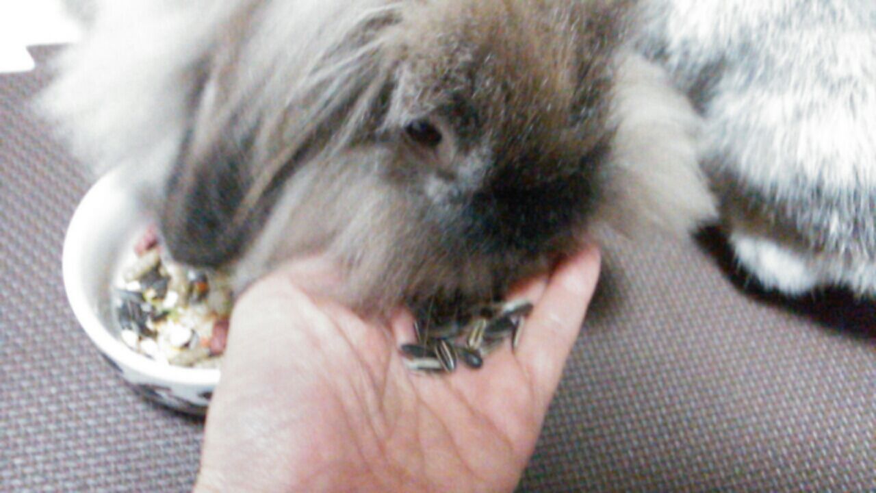 ひまわりの種 さくらとももこ