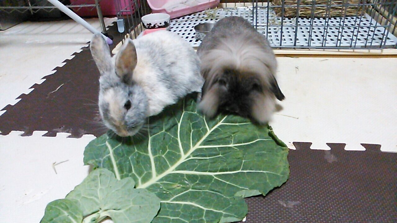 ケールはうさぎさんに与えてもいいの さくらとももこ