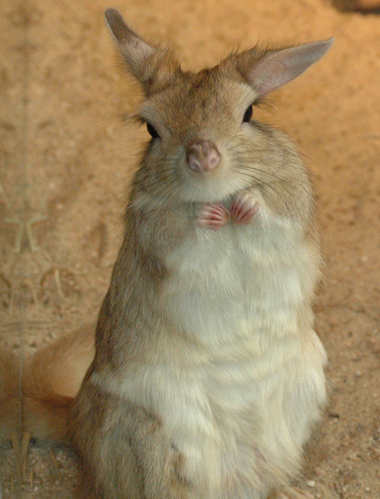 トビウサギ はうさぎ さくらとももこ トビウサギ はうさぎ さくらとももこ