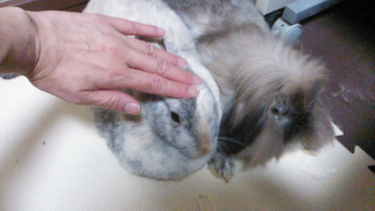 うさぎのなで方 さくらとももこ うさぎのなで方 さくらとももこ