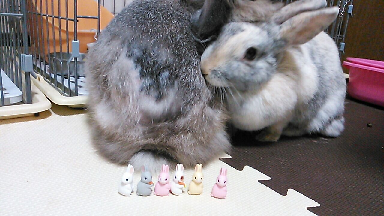 見返り子うさぎのガチャ さくらとももこ 見返り子うさぎのガチャ さくらとももこ