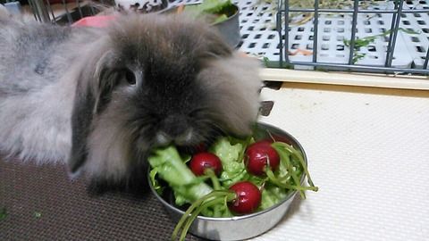 うさぎの夢占い さくらとももこ