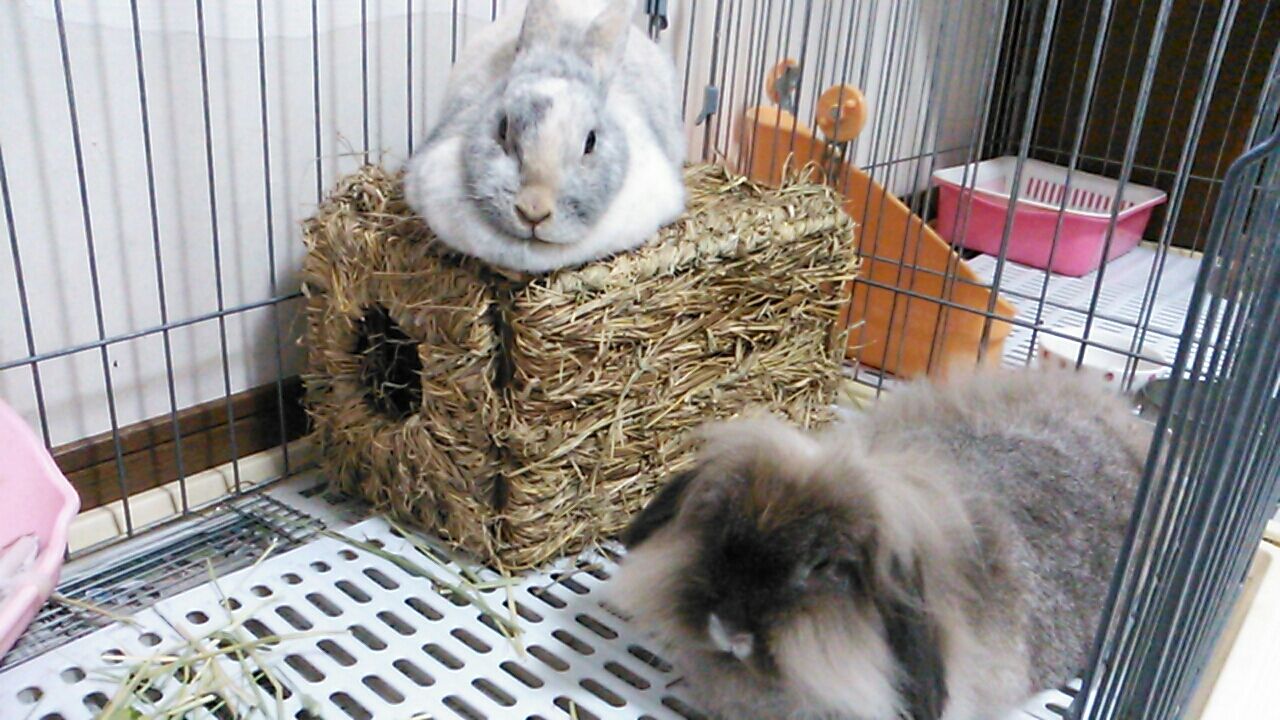 うさぎの足の指の数は全部で8本 犬や猫は さくらとももこ うさぎの足の指の数は全部で8本 犬や猫は さくらとももこ