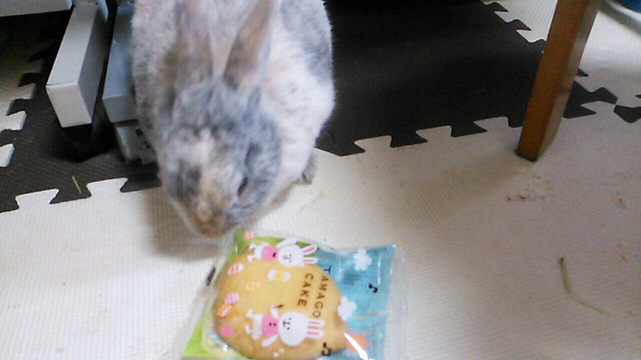 気を付けてね うさぎのステッカー さくらとももこ