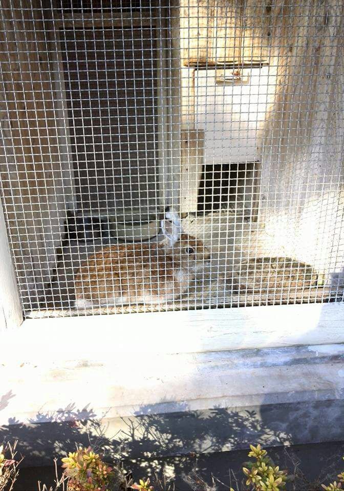 うさぎは何故ショック死するの さくらとももこ