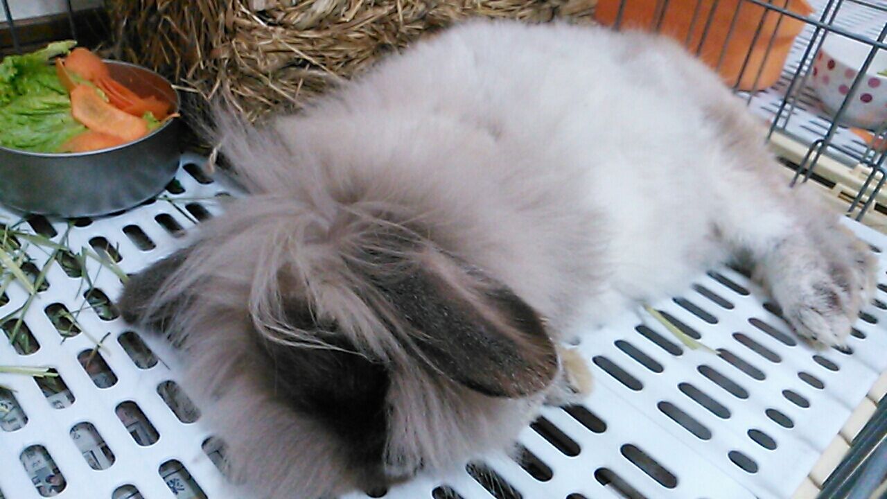 うさぎは目を開けて寝る さくらとももこ