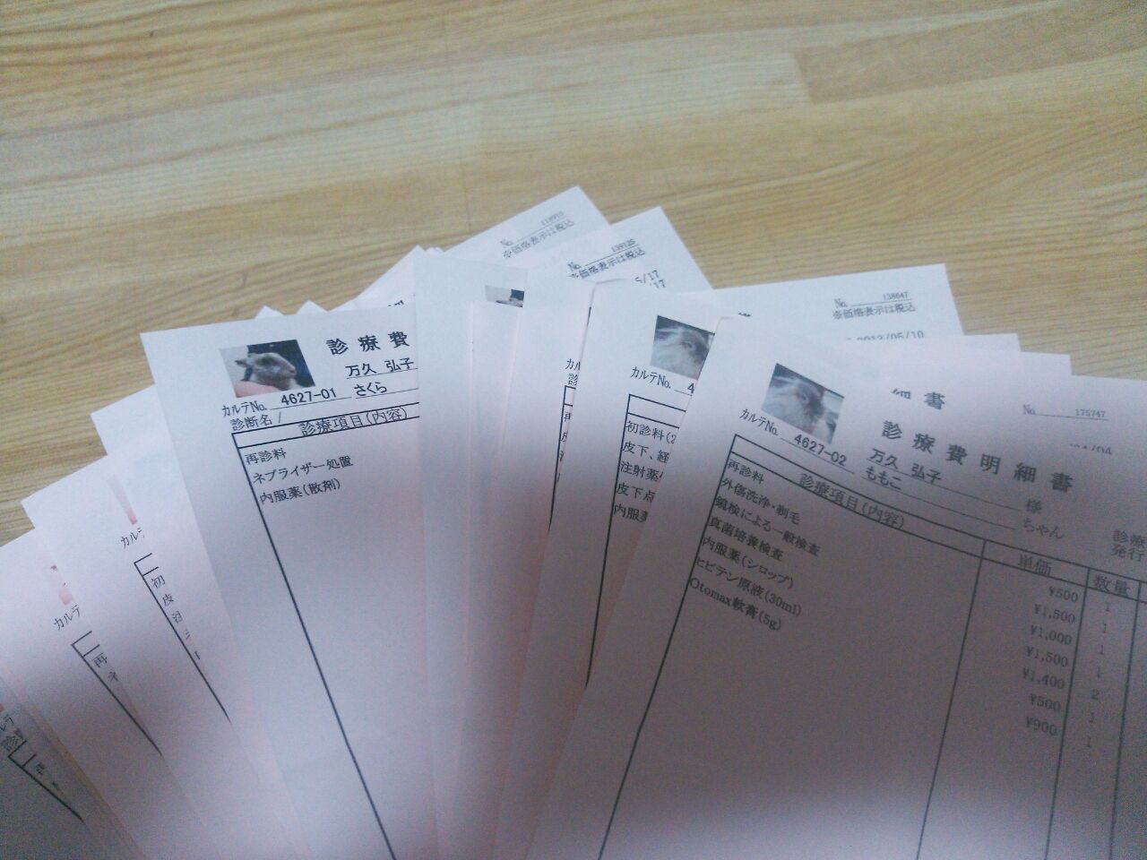 うさぎのペット保険比較 さくらとももこ