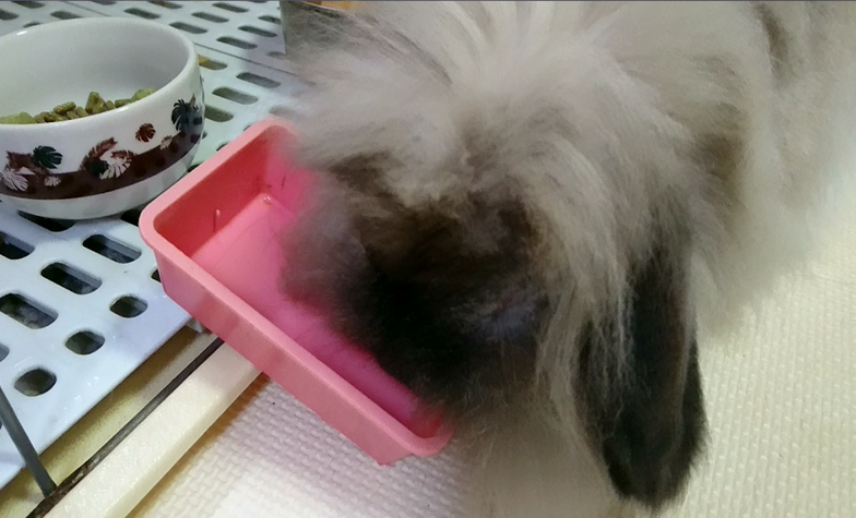 うさぎさんの飲み水 さくらとももこ