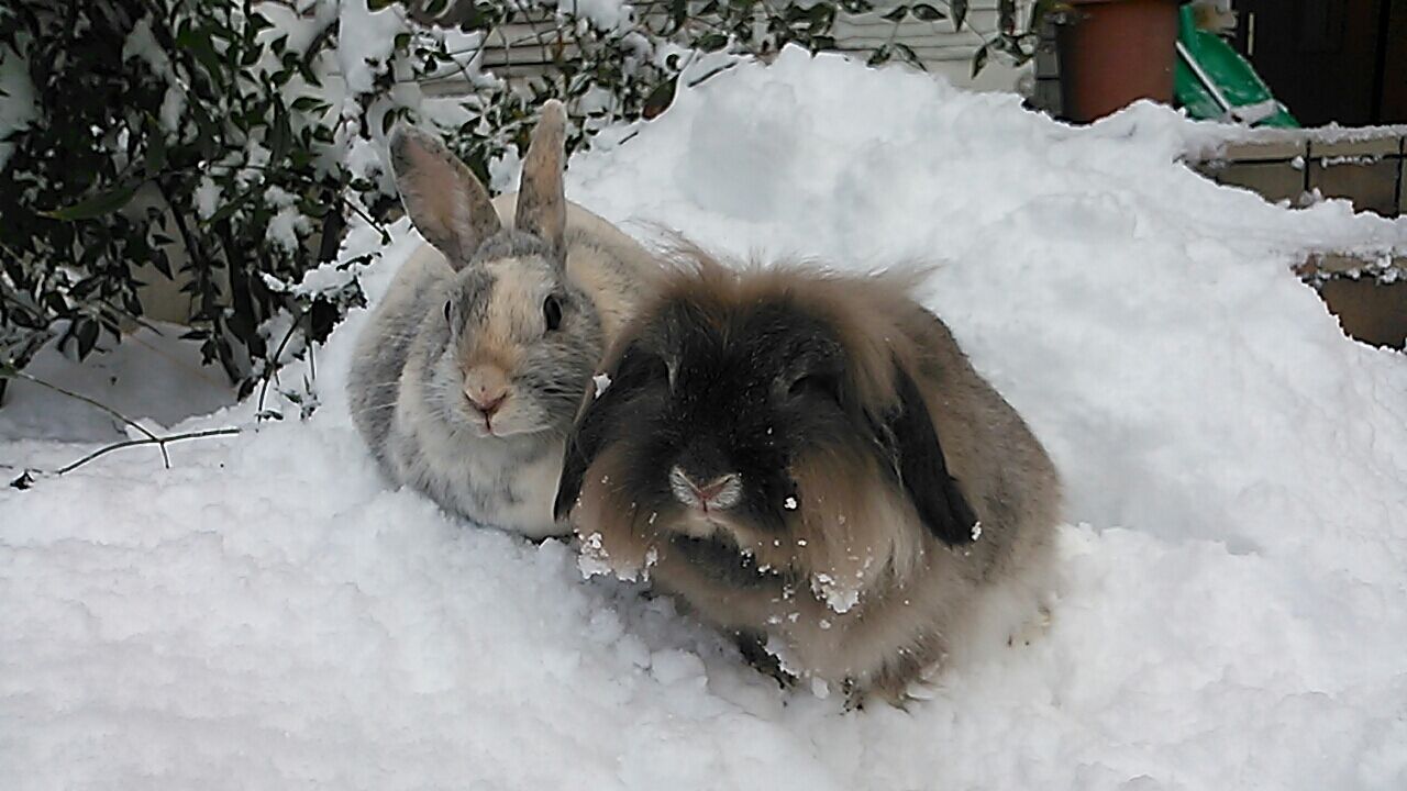 ルフルン雪うさぎ さくらとももこ ルフルン雪うさぎ さくらとももこ