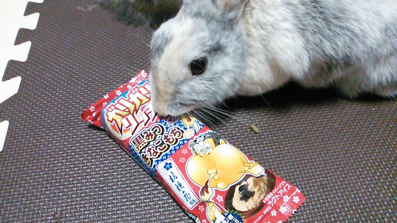 トップ100 うさぎ 感情表現 最高の動物画像 トップ100 うさぎ 感情表現 最高の動物画像