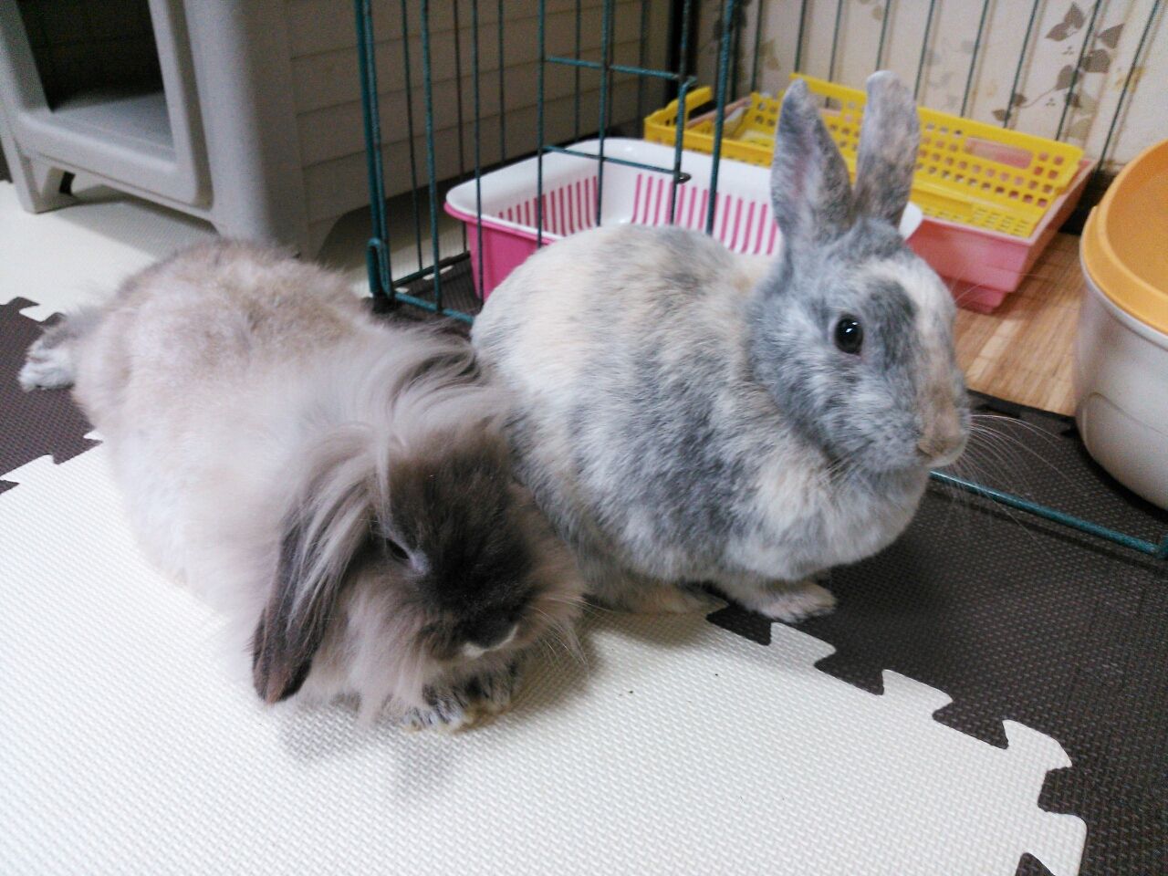 うさぎのペット保険比較 さくらとももこ