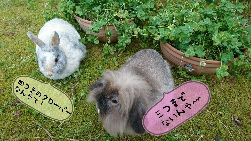 四つ葉のクローバーを食べる さくらとももこ 四つ葉のクローバーを食べる さくらとももこ