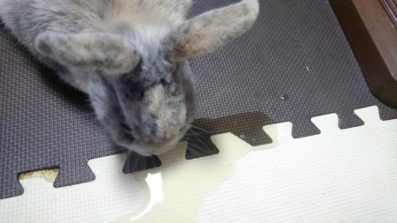 飼い主におしっこをかける さくらとももこ 飼い主におしっこをかける さくらとももこ