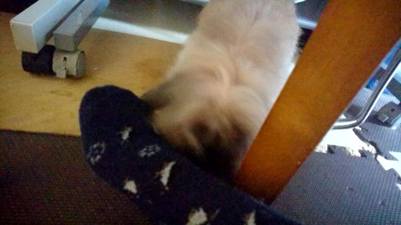 飼い主におしっこをかける さくらとももこ 飼い主におしっこをかける さくらとももこ