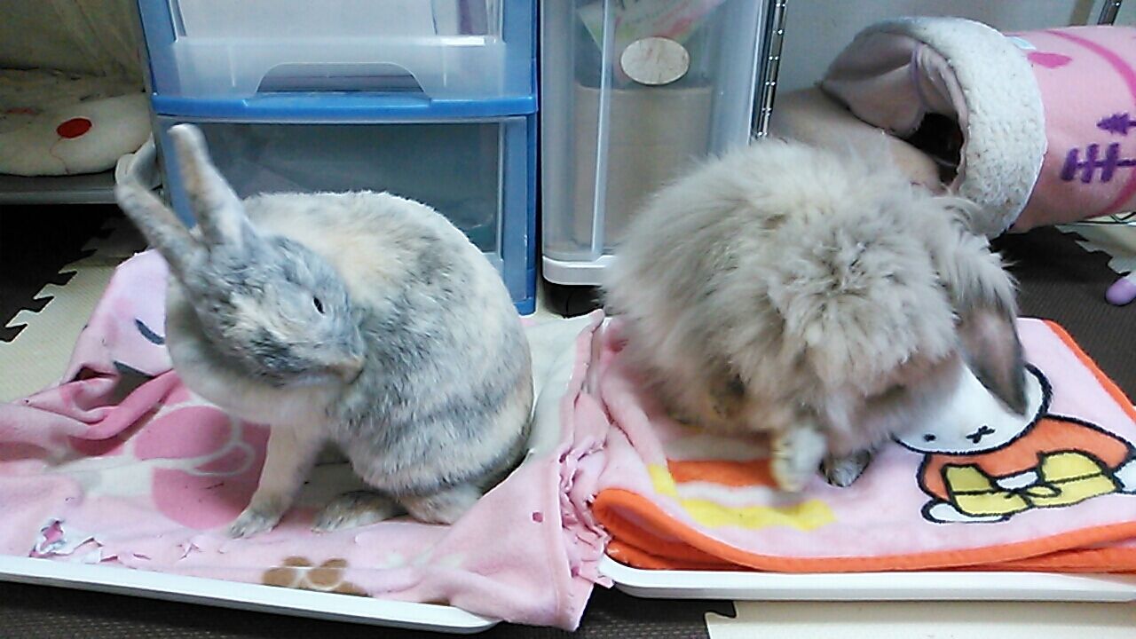 マイナちゃん はなぜうさぎなの さくらとももこ マイナちゃん はなぜうさぎなの さくらとももこ