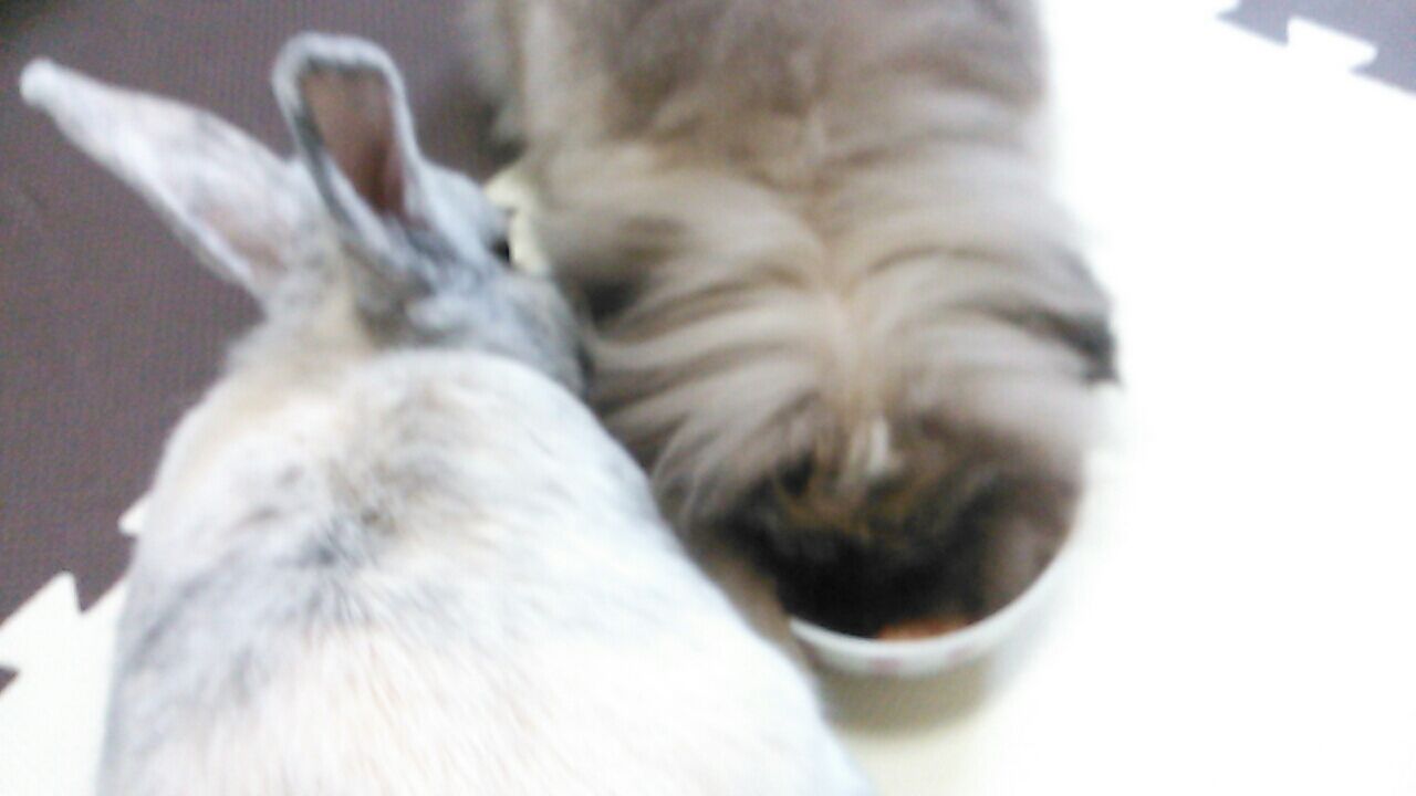 パセリはうさぎさんにあたえてもよい野菜 さくらとももこ