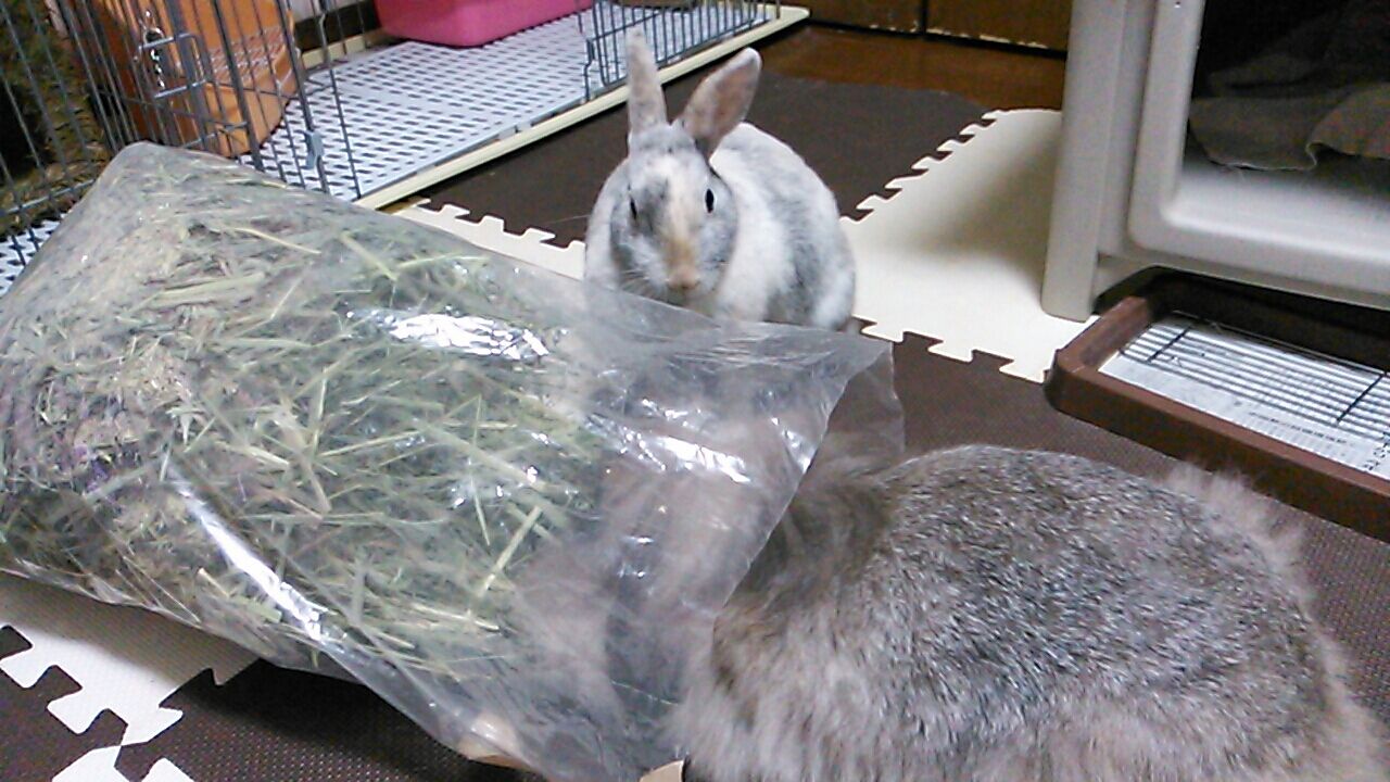 今日は アレルギーの日 うさぎさんも花粉症になるの さくらとももこ