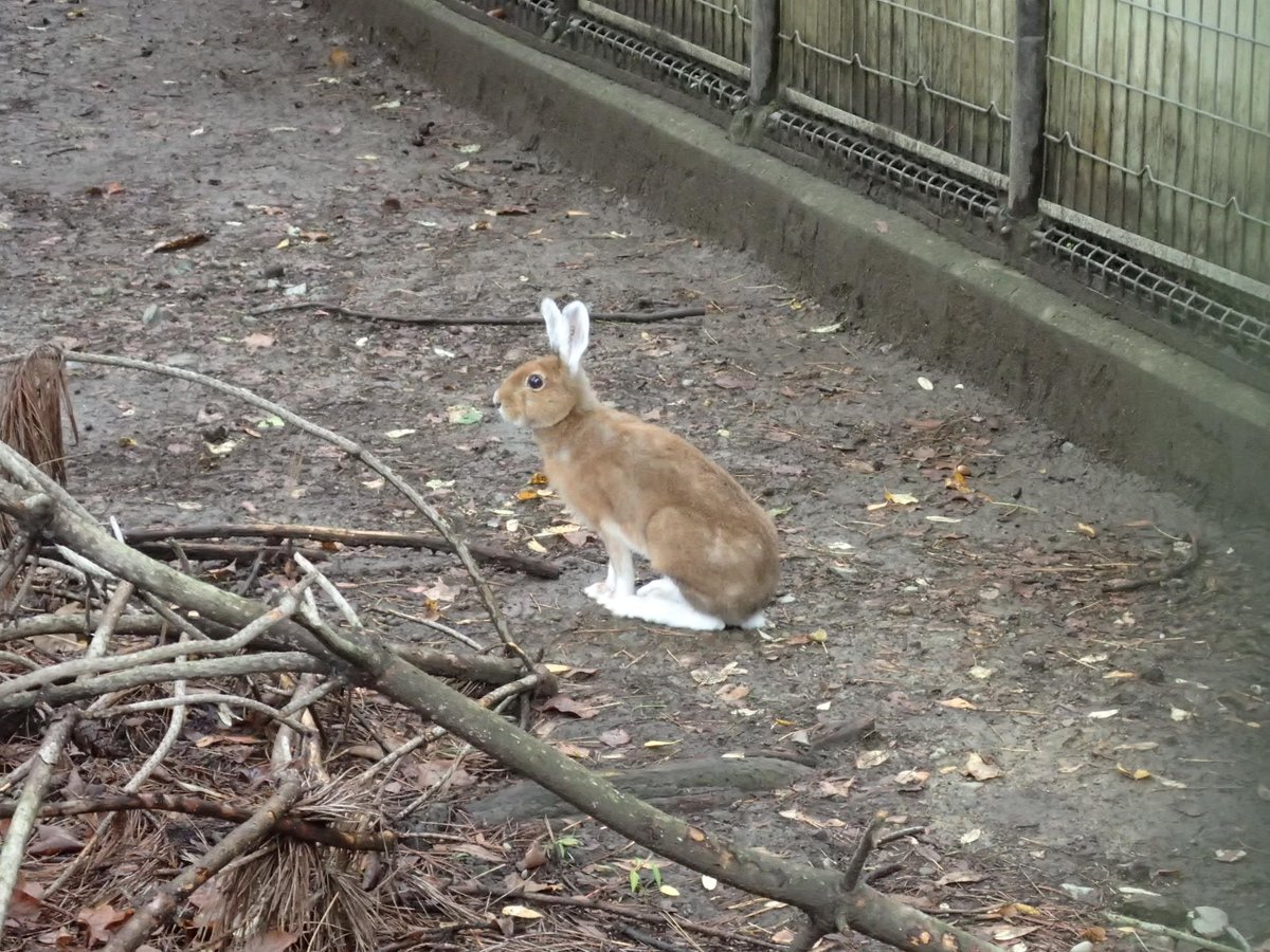 トウホクノウサギのカチューシャ姿 さくらとももこ トウホクノウサギのカチューシャ姿 さくらとももこ
