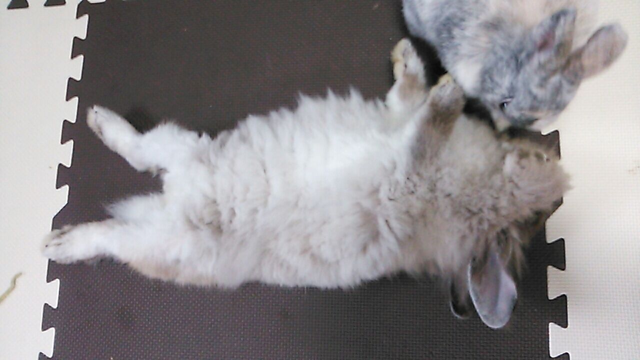 うさぎの仰向け寝の危険性 さくらとももこ