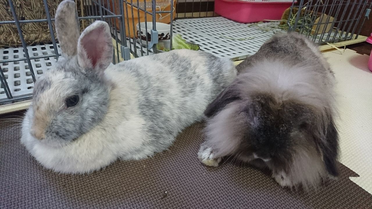 香箱座りできるさくら できないももこ さくらとももこ