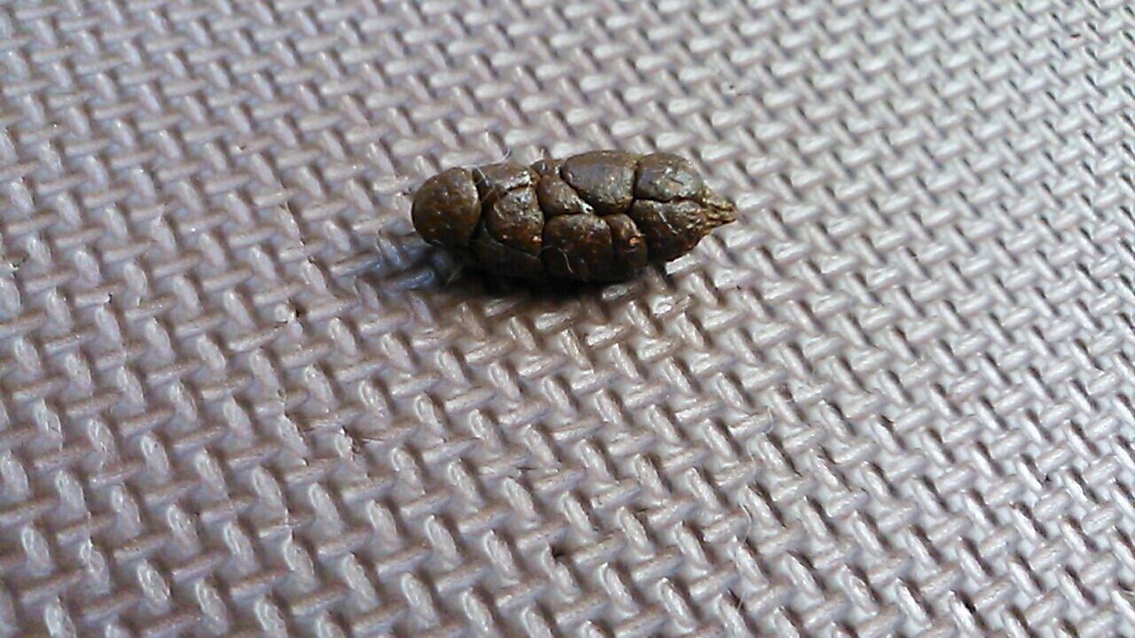 松ぼっくりのうんち さくらとももこ