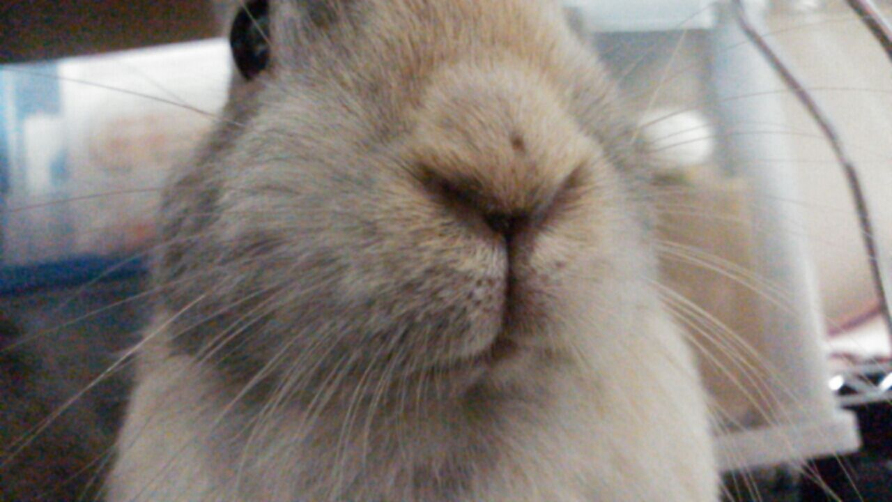 うさぎさんのお口 さくらとももこ うさぎさんのお口 さくらとももこ