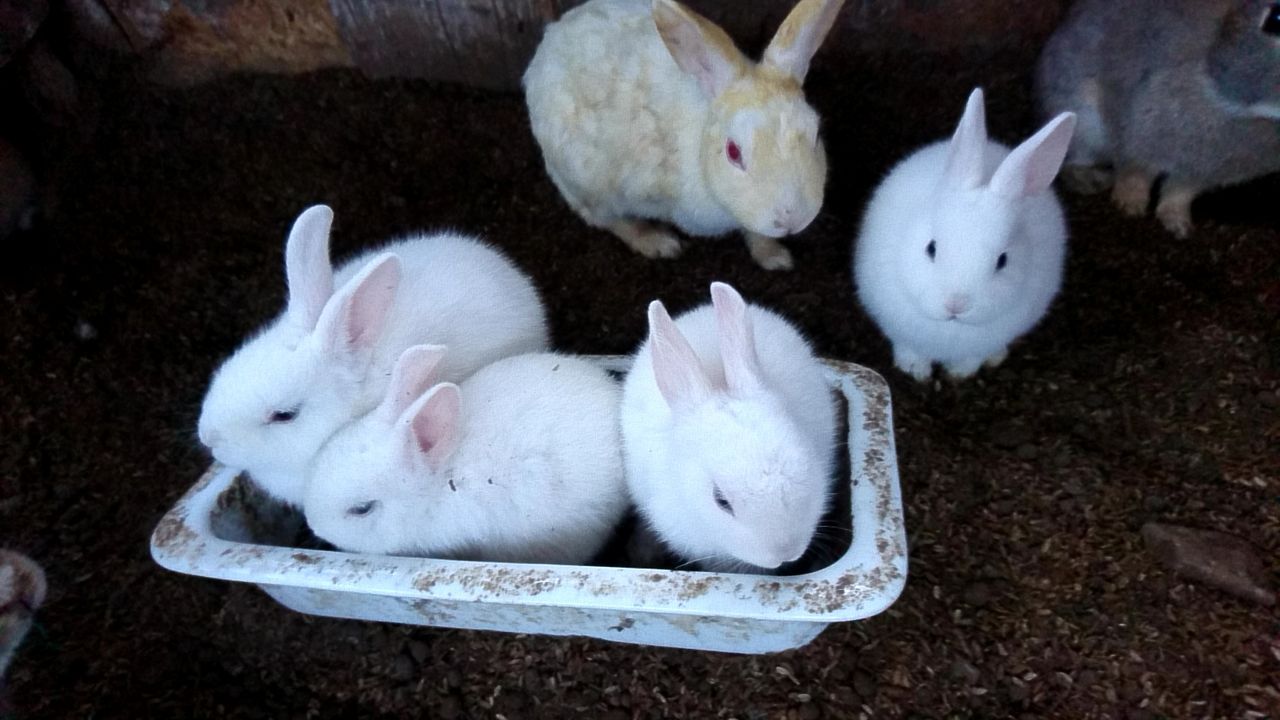 うさぎさんの体ってすごい 胎児再吸収 さくらとももこ