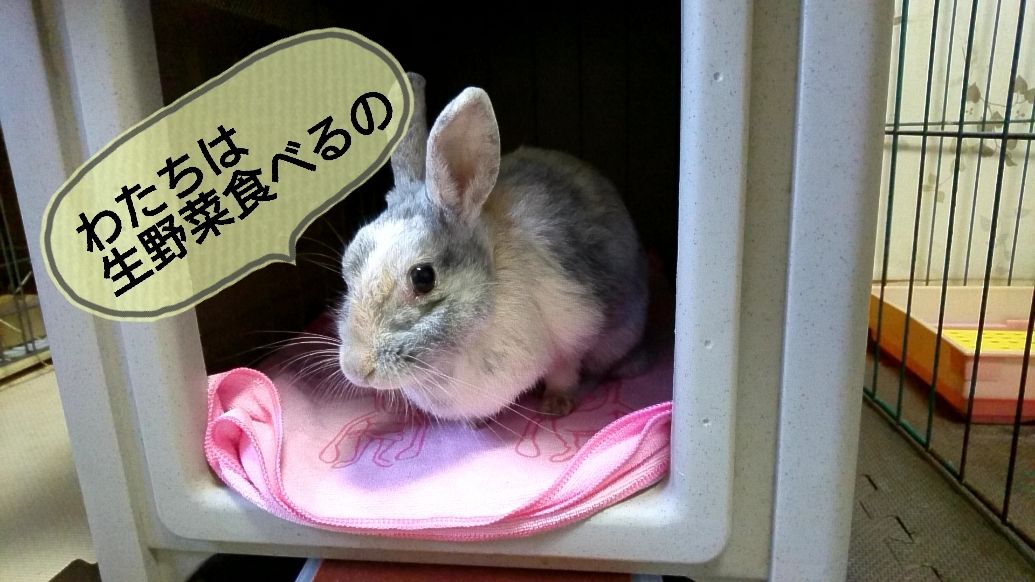 うさぎさんも脱水症に注意だね さくらとももこ