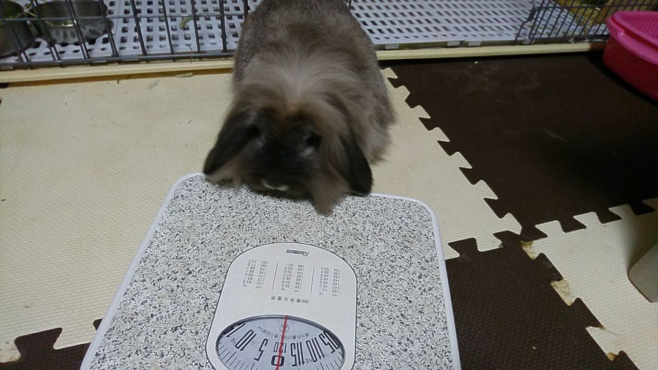うさぎさんも体重測定 さくらとももこ