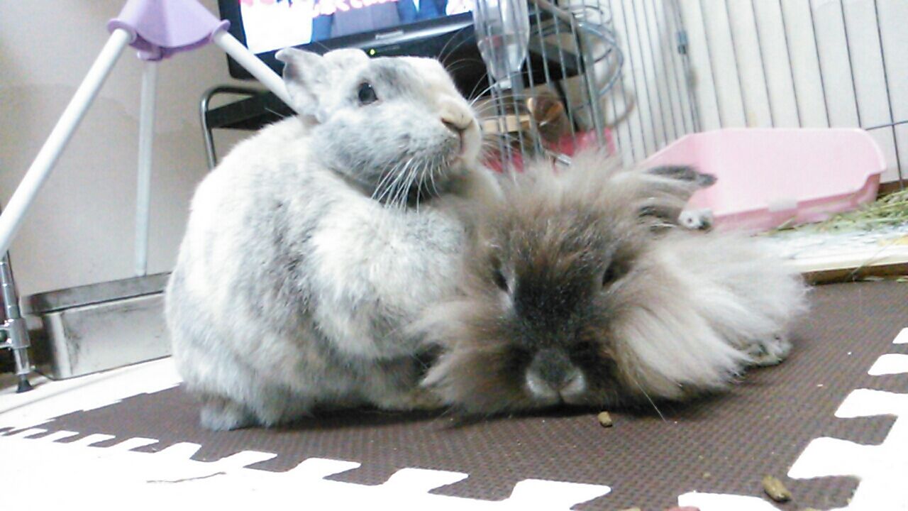 うさぎの爪切り 洗濯ネットを使ってみた さくらとももこ