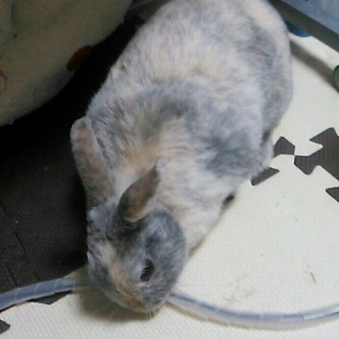 コードカジカジ 火災に注意してね さくらとももこ