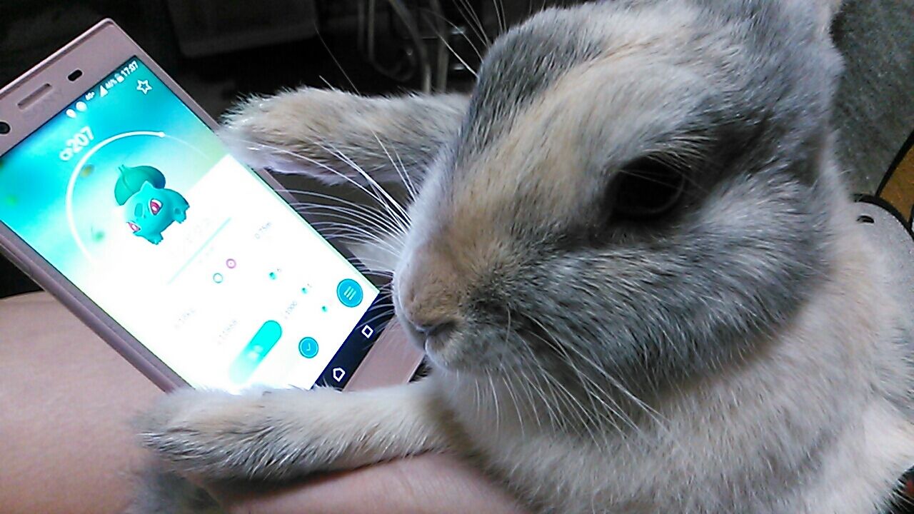 うさぎのさくら ポケモンgoをする さくらとももこ