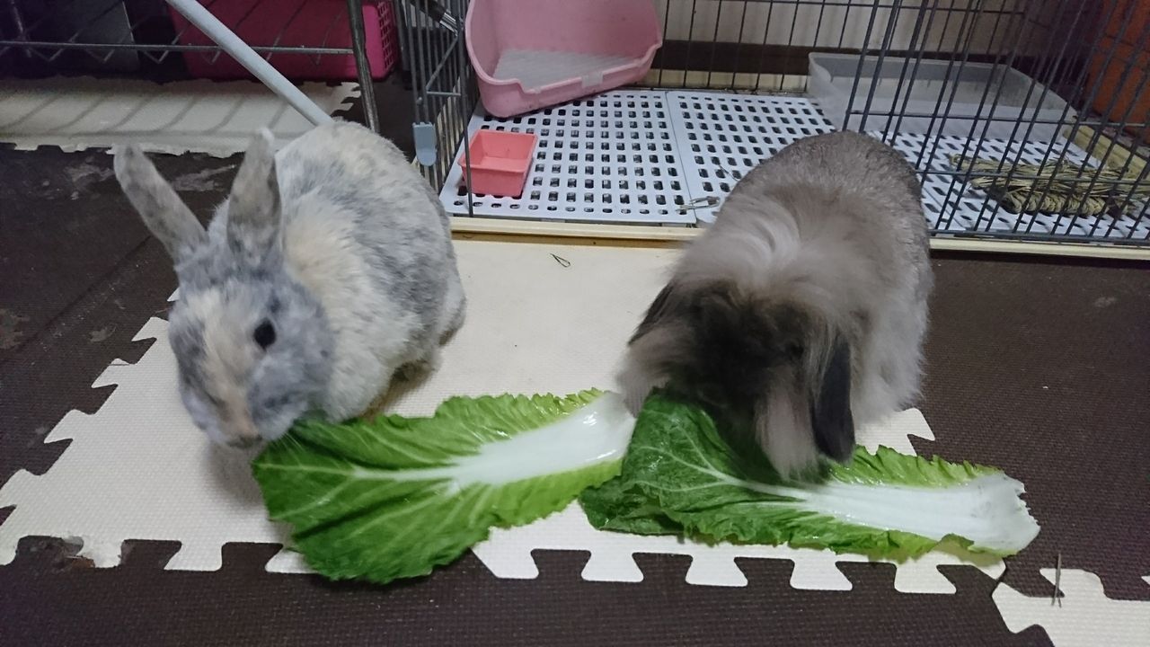 うさぎに白菜は大丈夫 さくらとももこ