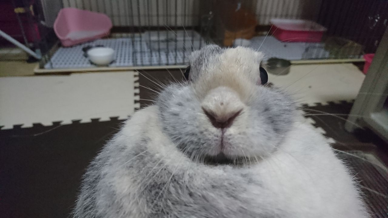 うさぎの鼻が の狛うさぎ 小杉月読神社 青森県 さくらとももこ