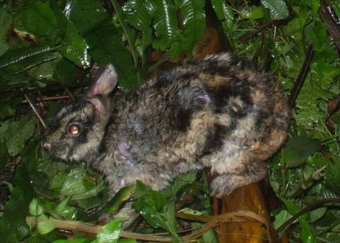 世界一珍しいウサギ アンナン ストライプ ウサギ さくらとももこ 世界一珍しいウサギ アンナン ストライプ ウサギ さくらとももこ