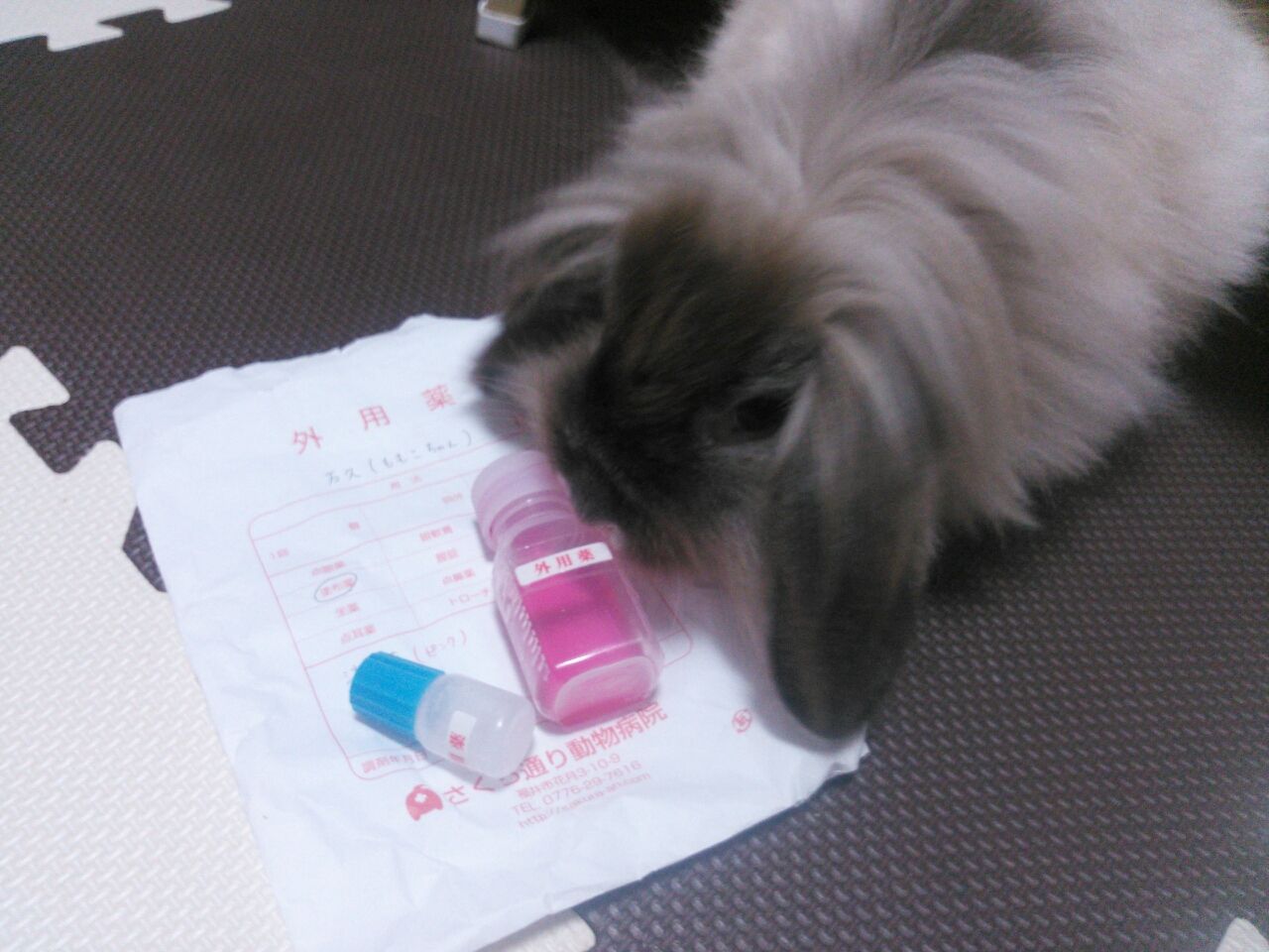 うさぎのペット保険比較 さくらとももこ