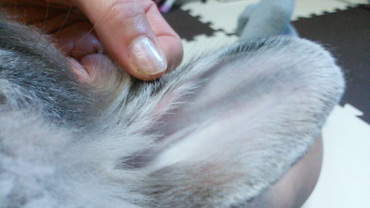 うさぎの耳掃除 さくらとももこ うさぎの耳掃除 さくらとももこ