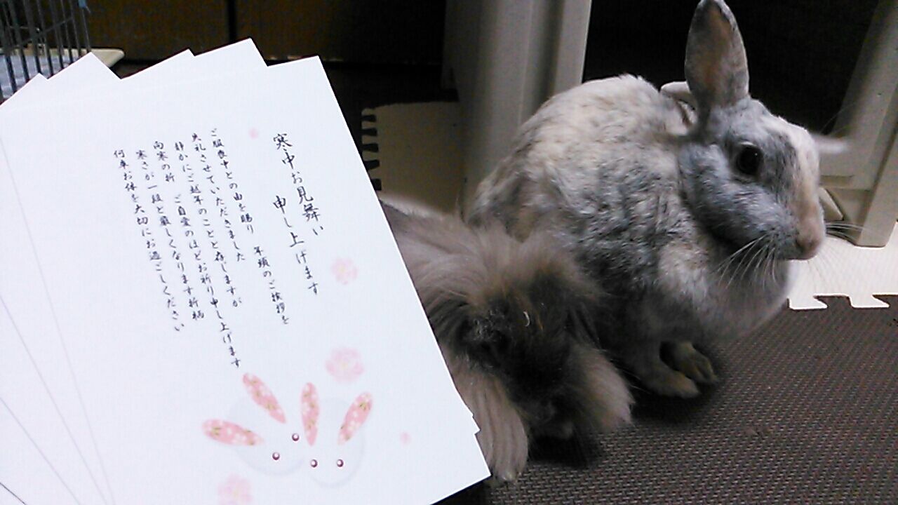 寒中見舞いはがき もうさぎにしたよ さくらとももこ 寒中見舞いはがき もうさぎにしたよ さくらとももこ
