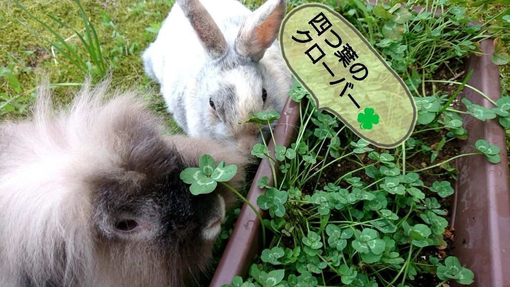 四つ葉のクローバー食べるよ さくらとももこ 四つ葉のクローバー食べるよ さくらとももこ