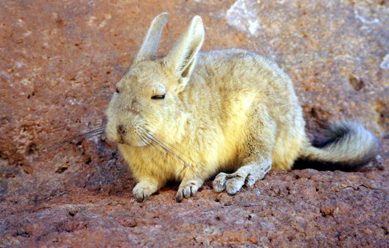 ビスカッチャ アンデスウサギ はうさぎなの さくらとももこ