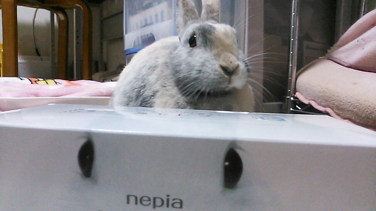スーパーミニウサギとミニウサギは違うの さくらとももこ