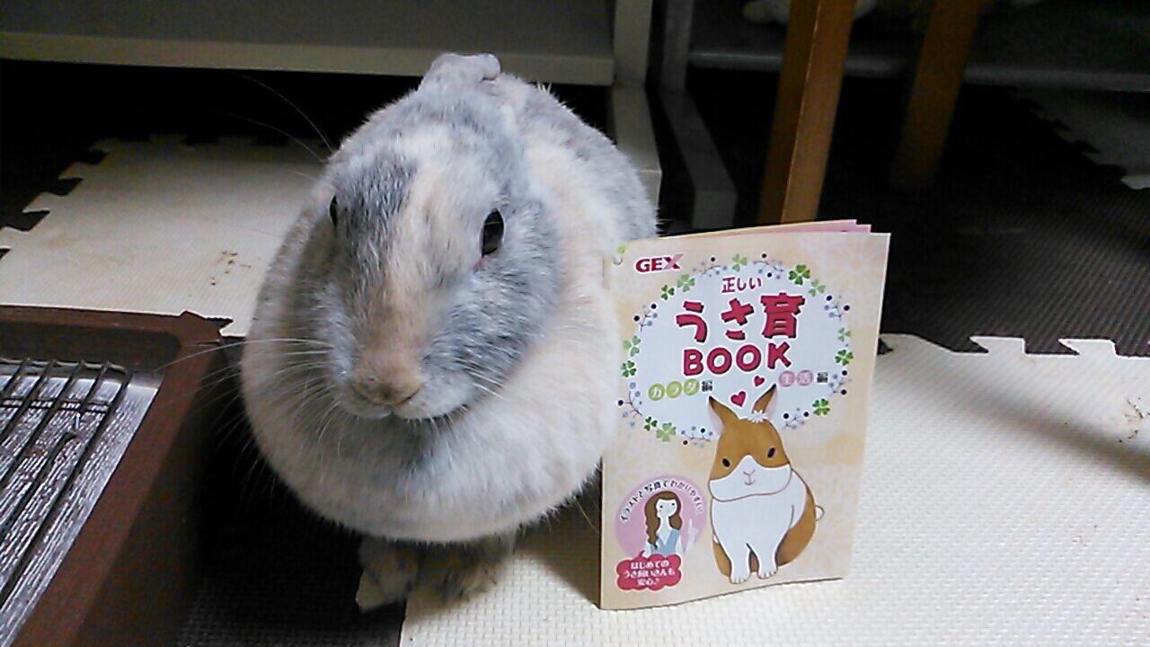 うさぎの集毛ファン さくらとももこ うさぎの集毛ファン さくらとももこ