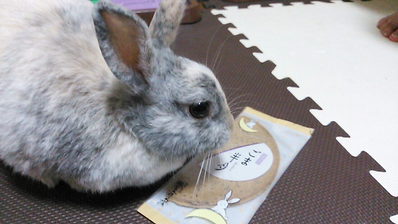 鏡花うさぎまつり さくらとももこ