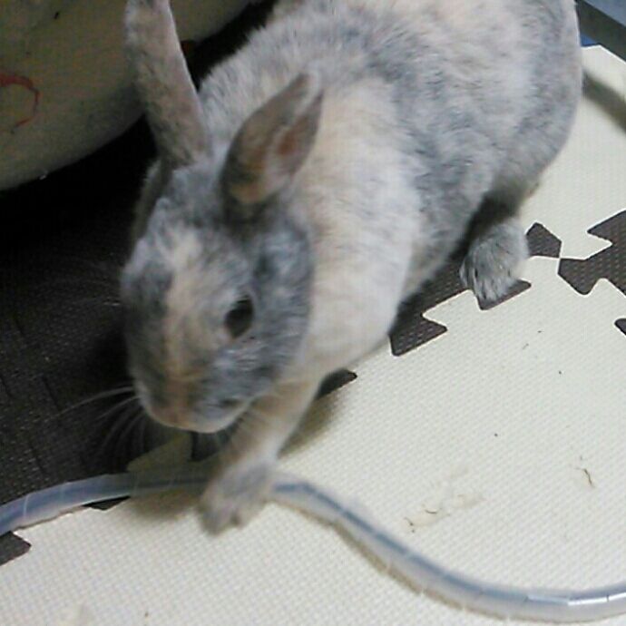 コードカジカジ 火災に注意してね さくらとももこ