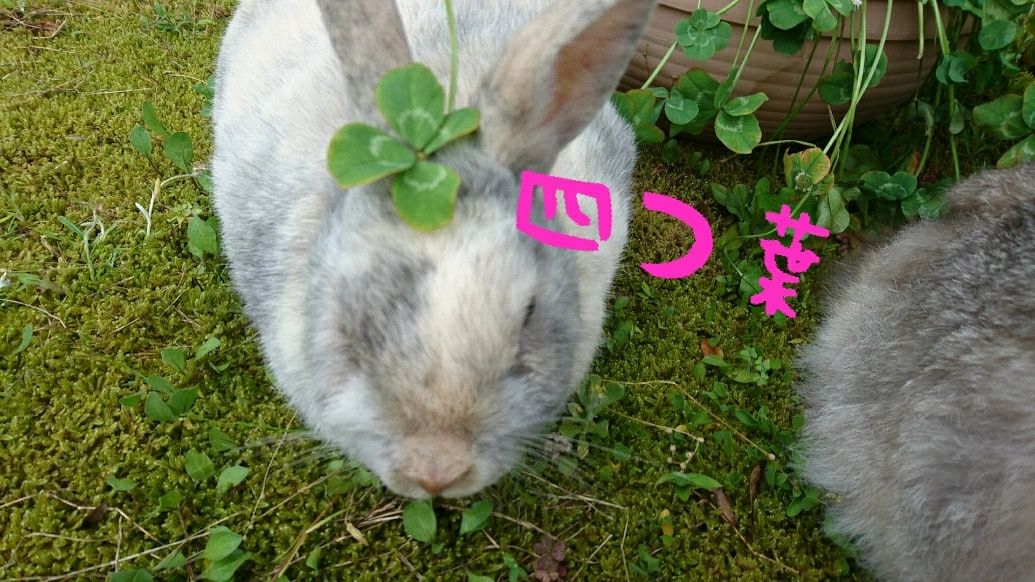 四つ葉のクローバーを食べる さくらとももこ 四つ葉のクローバーを食べる さくらとももこ