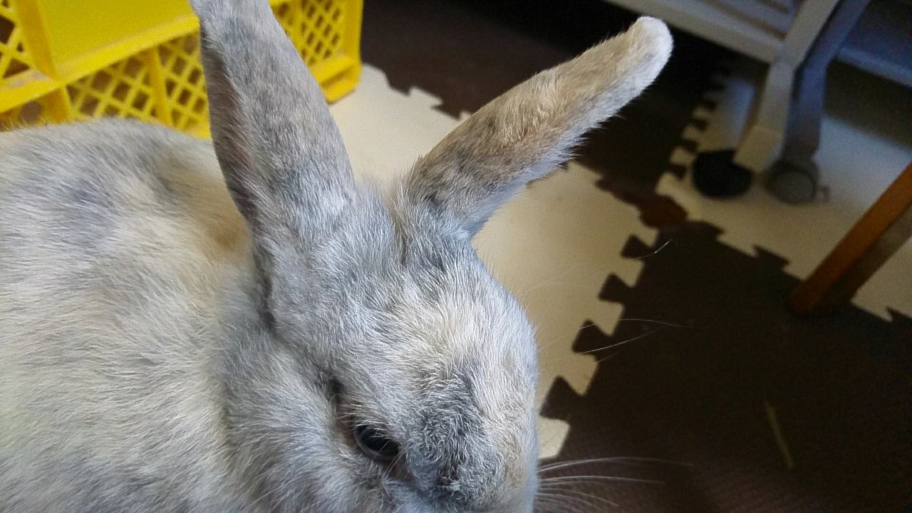 うさぎの耳は第二の心臓 さくらとももこ うさぎの耳は第二の心臓 さくらとももこ