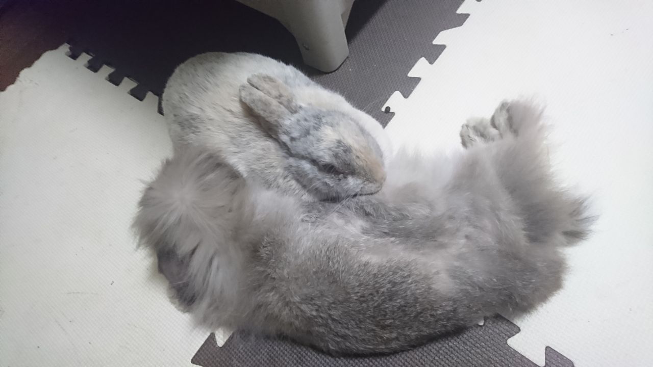 飼い主におしっこをかける さくらとももこ 飼い主におしっこをかける さくらとももこ