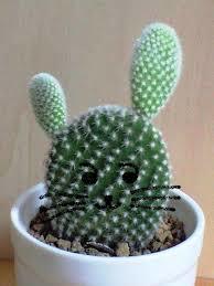 うさぎの耳がついたサボテン さくらとももこ うさぎの耳がついたサボテン さくらとももこ